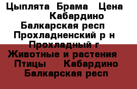 Цыплята  Брама › Цена ­ 60 - Кабардино-Балкарская респ., Прохладненский р-н, Прохладный г. Животные и растения » Птицы   . Кабардино-Балкарская респ.